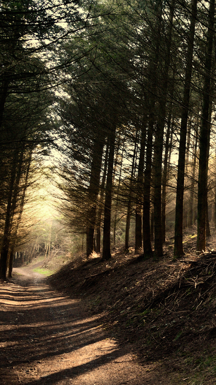 森林, 性质, 林地, 荒野, 路径 壁纸 750x1334 允许