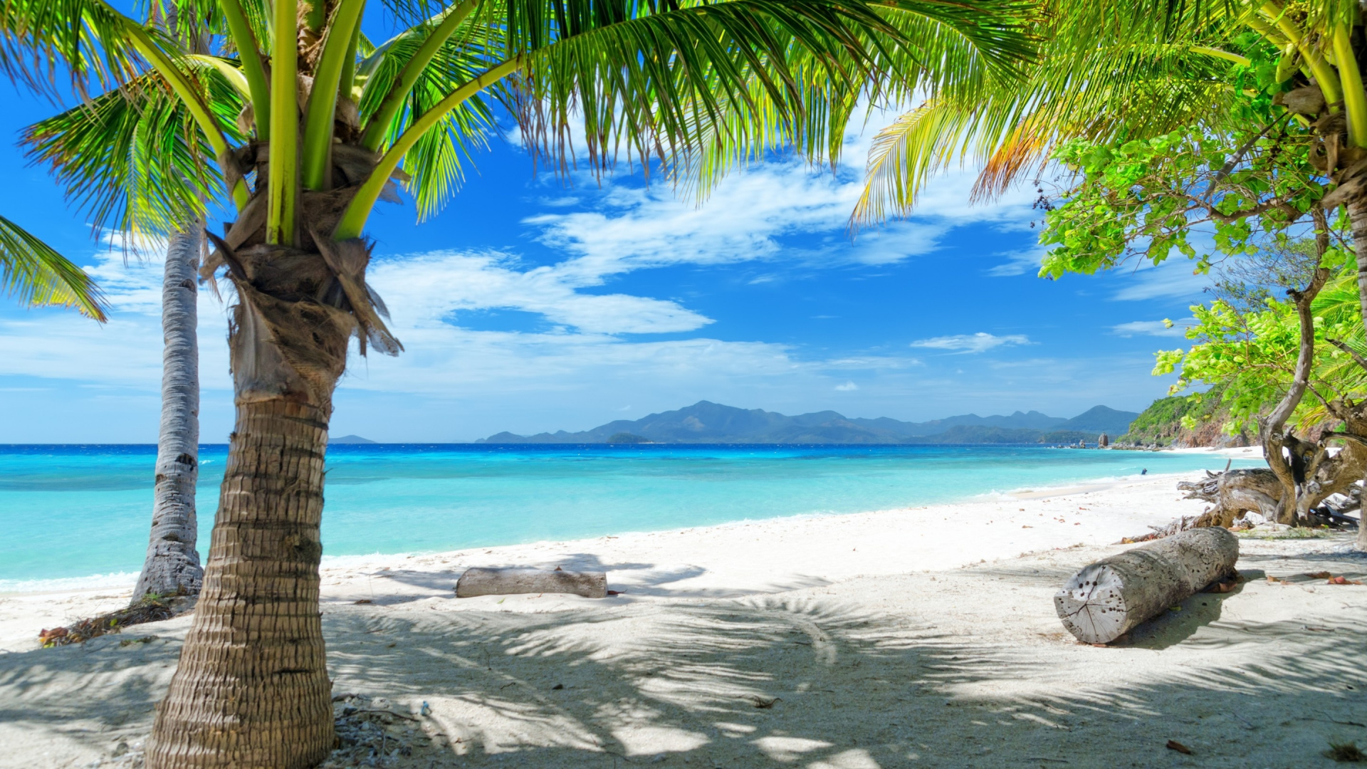 Palm Tree on Beach Shore During Daytime. Wallpaper in 1920x1080 Resolution