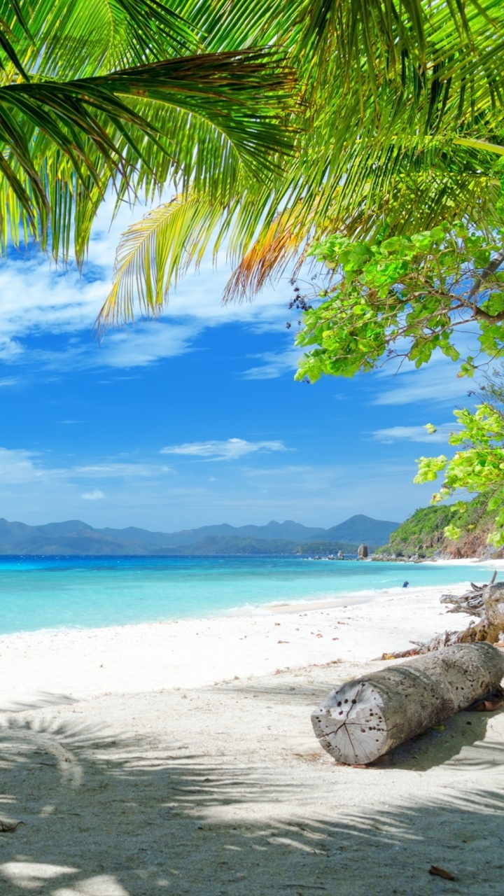 Palm Tree on Beach Shore During Daytime. Wallpaper in 720x1280 Resolution