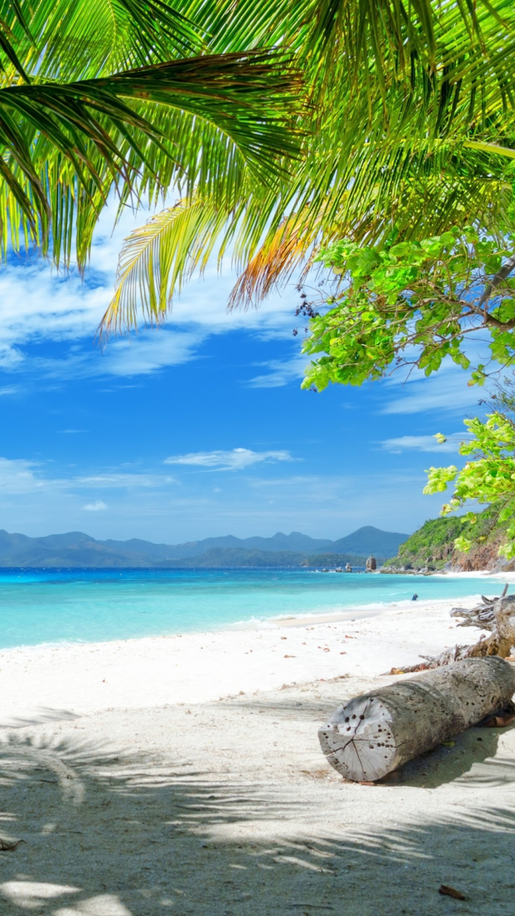 Palm Tree on Beach Shore During Daytime. Wallpaper in 750x1334 Resolution