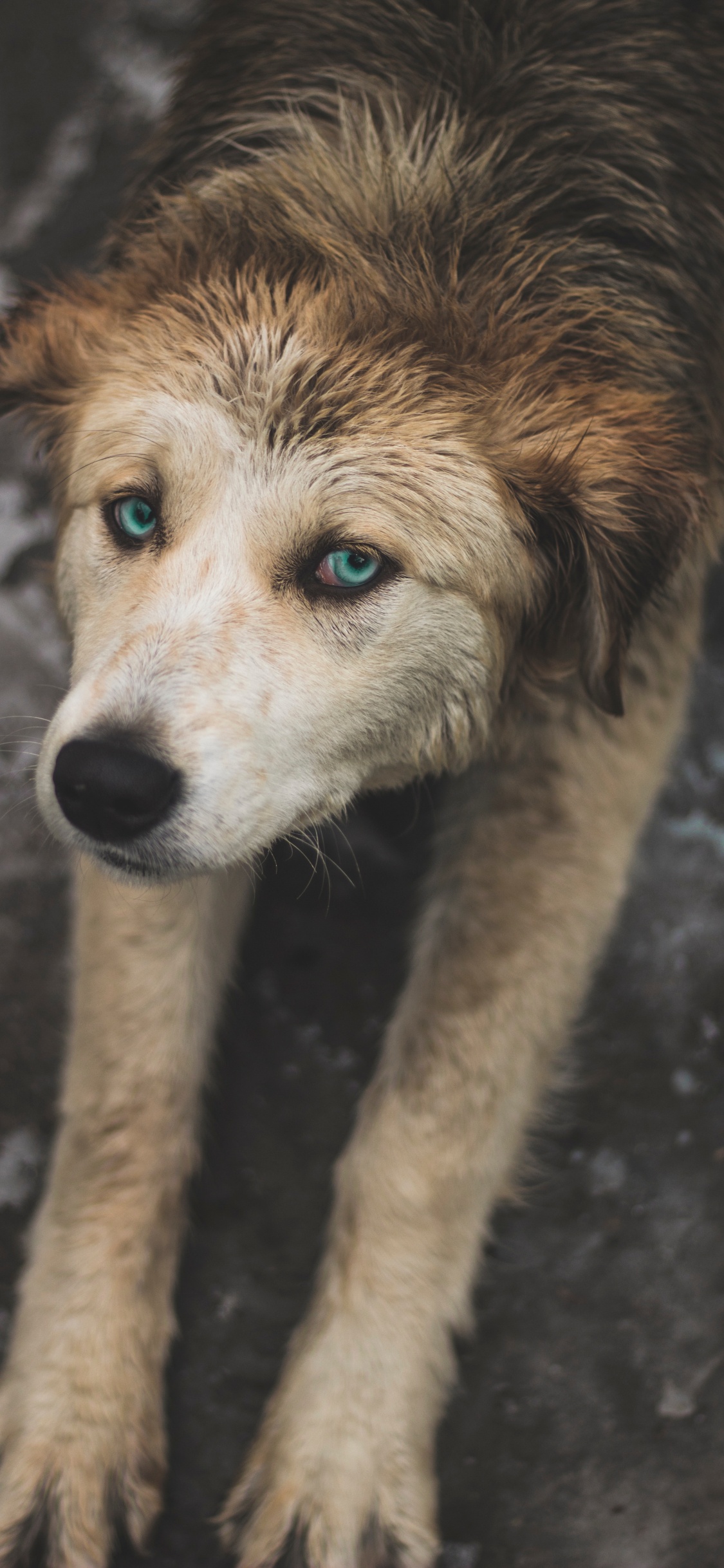 Perro de Pelo Corto Marrón y Blanco. Wallpaper in 1125x2436 Resolution