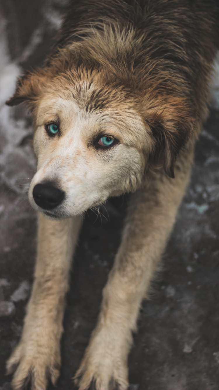 Perro de Pelo Corto Marrón y Blanco. Wallpaper in 750x1334 Resolution