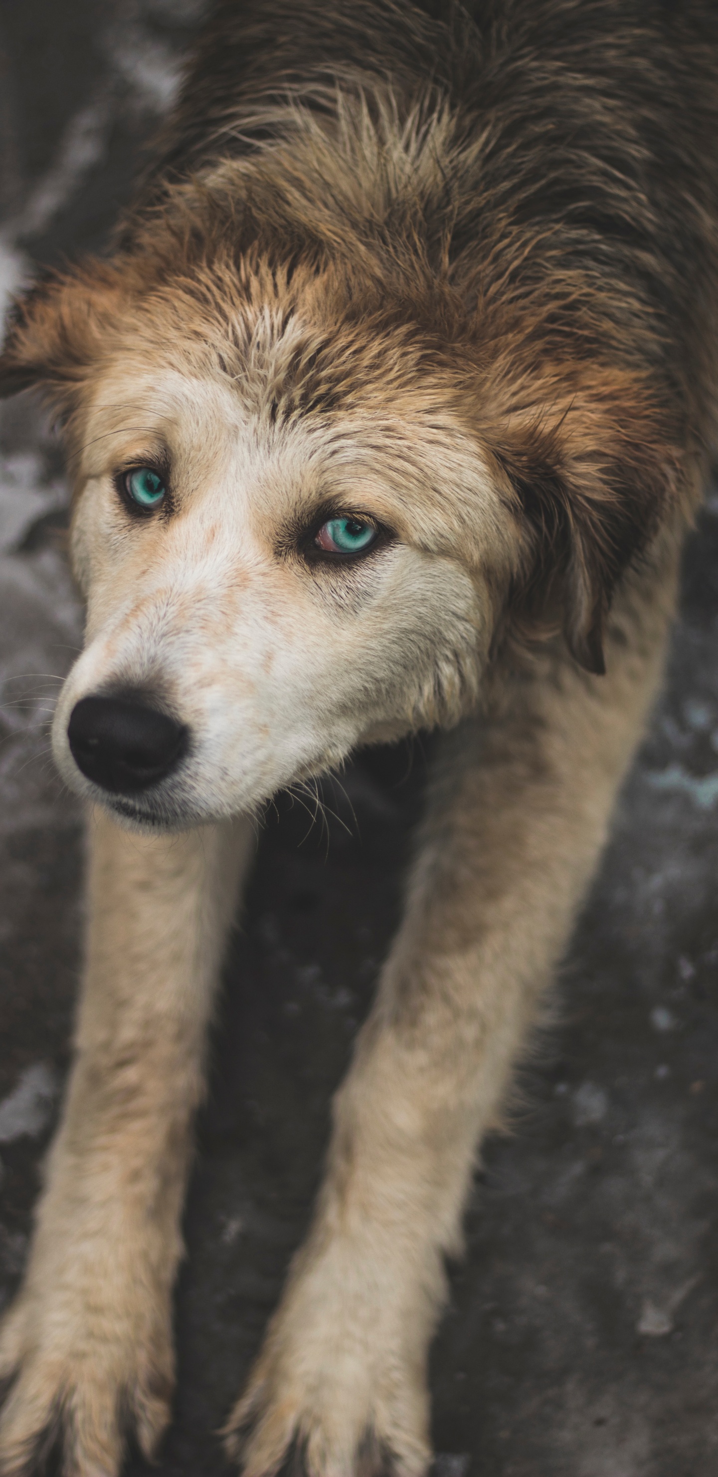 Braun-weißer, Kurzhaariger Hund. Wallpaper in 1440x2960 Resolution