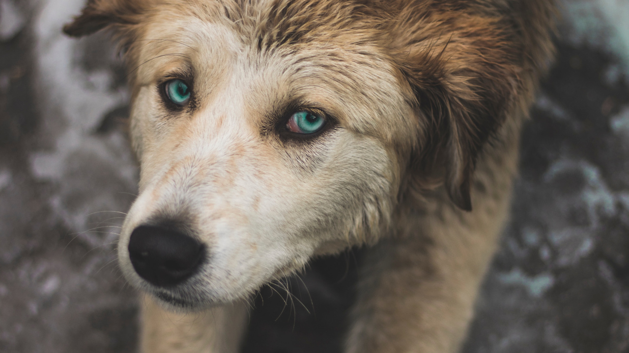 Brown and White Short Coated Dog. Wallpaper in 1280x720 Resolution