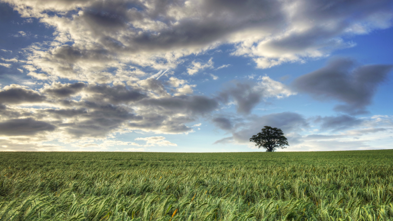 Green Grass Field Under Blue Sky and White Clouds During Daytime. Wallpaper in 1366x768 Resolution