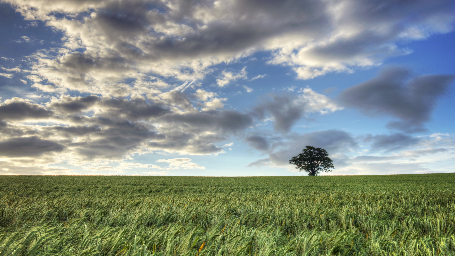 Green Grass Field Under Blue Sky and White Clouds During Daytime. Wallpaper in 1920x1080 Resolution