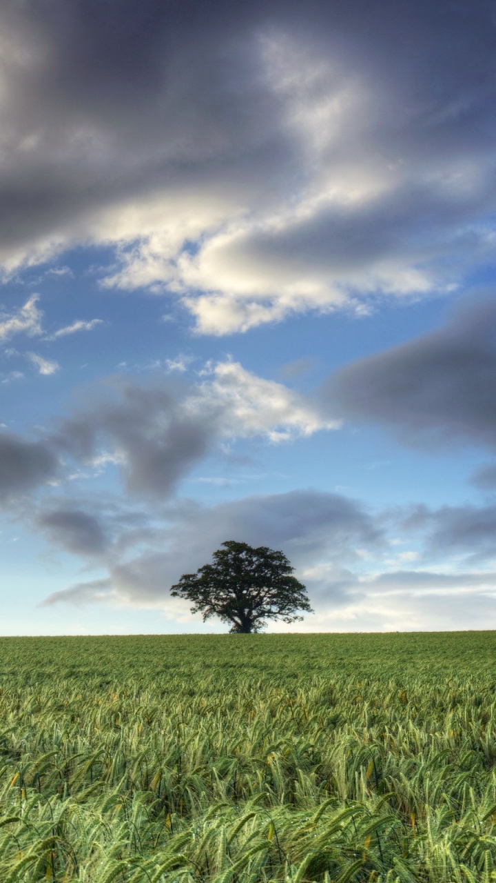 Grüne Wiese Unter Blauem Himmel Und Weißen Wolken Tagsüber. Wallpaper in 720x1280 Resolution