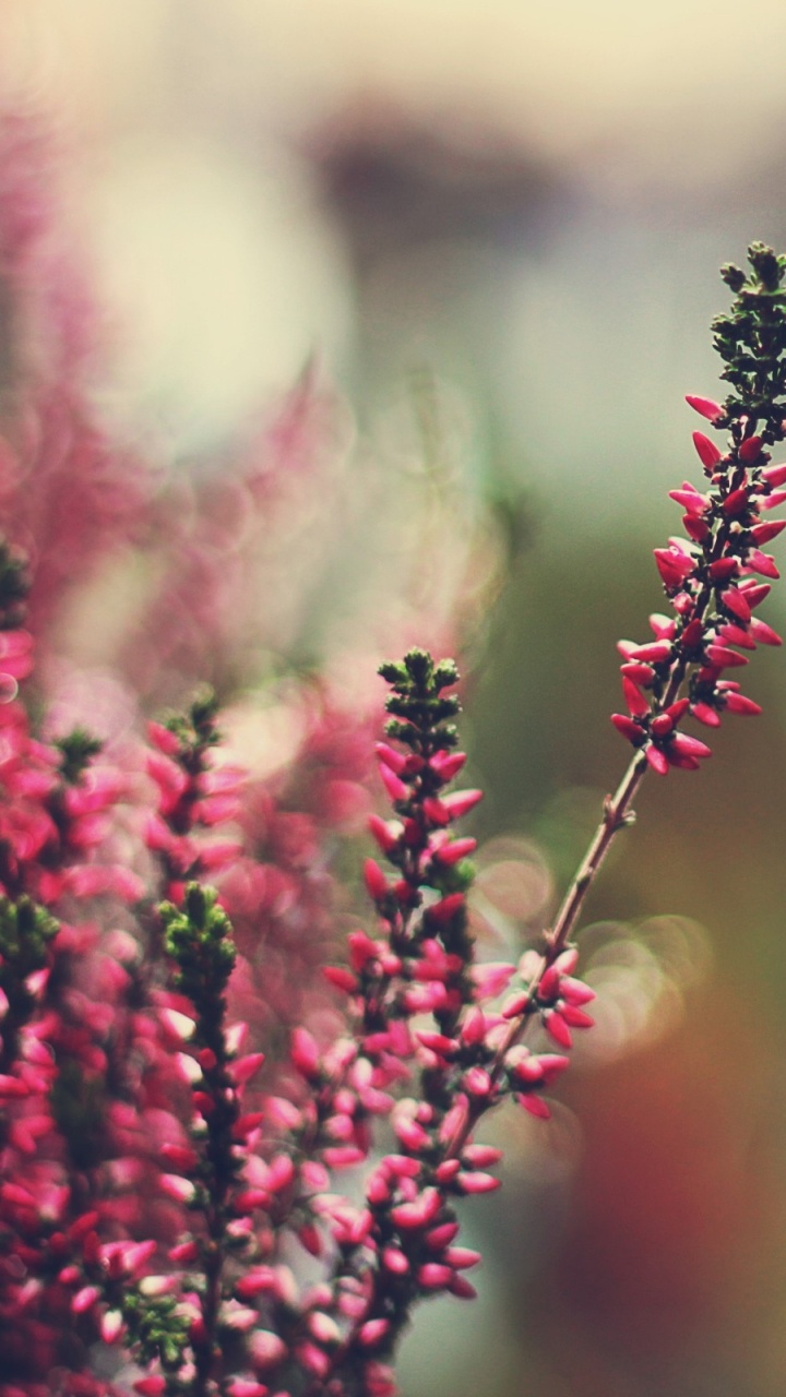 Red Flowers in Tilt Shift Lens. Wallpaper in 720x1280 Resolution