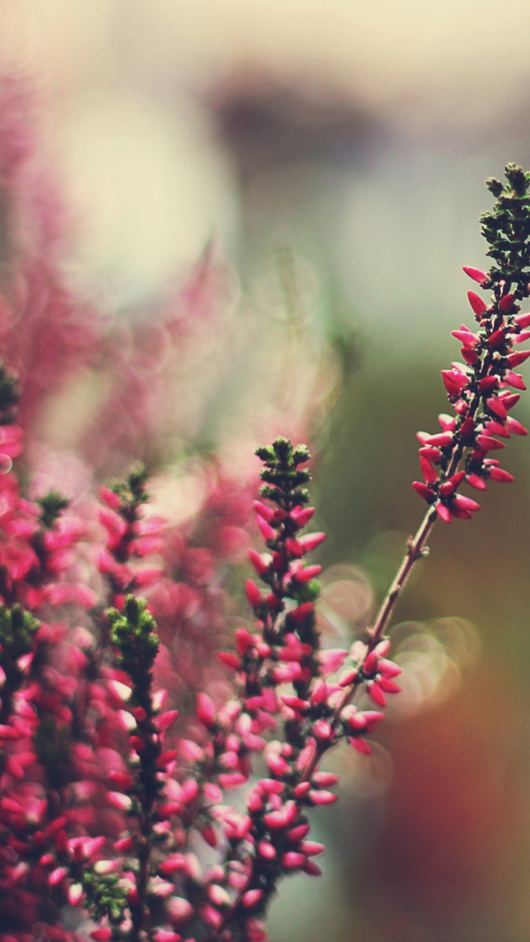 Red Flowers in Tilt Shift Lens. Wallpaper in 750x1334 Resolution