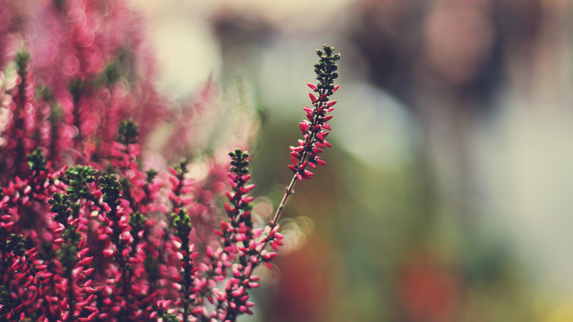 弹簧, 植物干, 野花, 开花, 紫色的 壁纸 1920x1080 允许