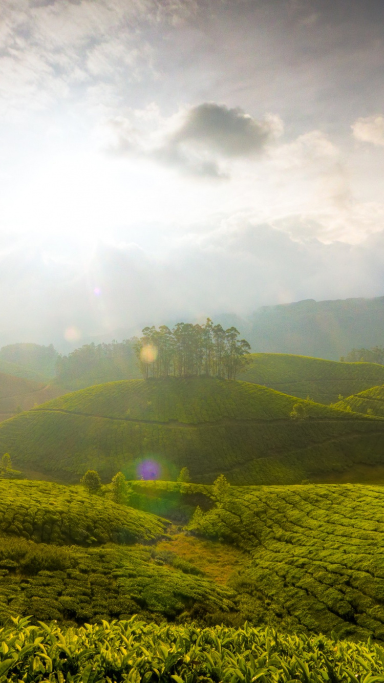Champ D'herbe Verte Sous un Ciel Nuageux Pendant la Journée. Wallpaper in 750x1334 Resolution