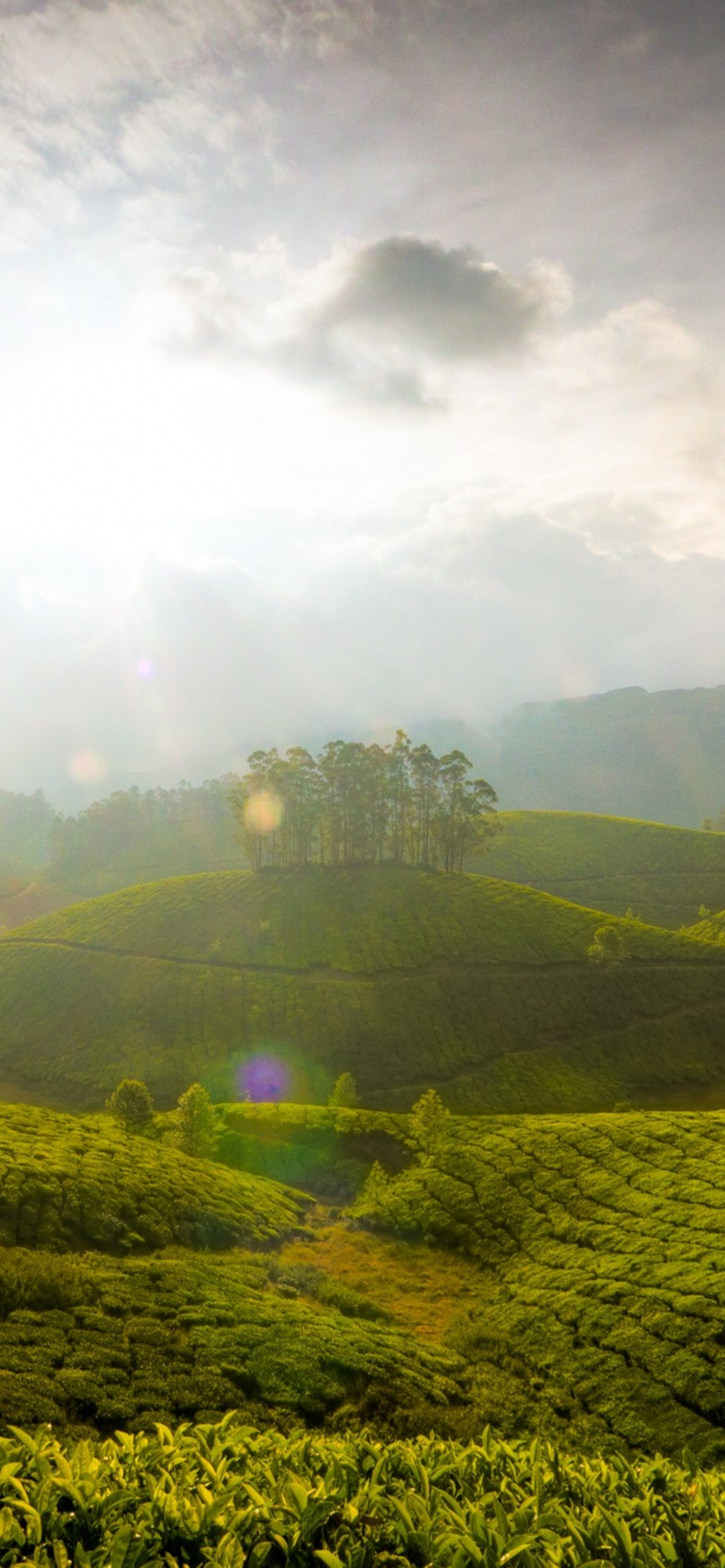 新德里, 性质, 绿色的, 山站, 植被 壁纸 1242x2688 允许