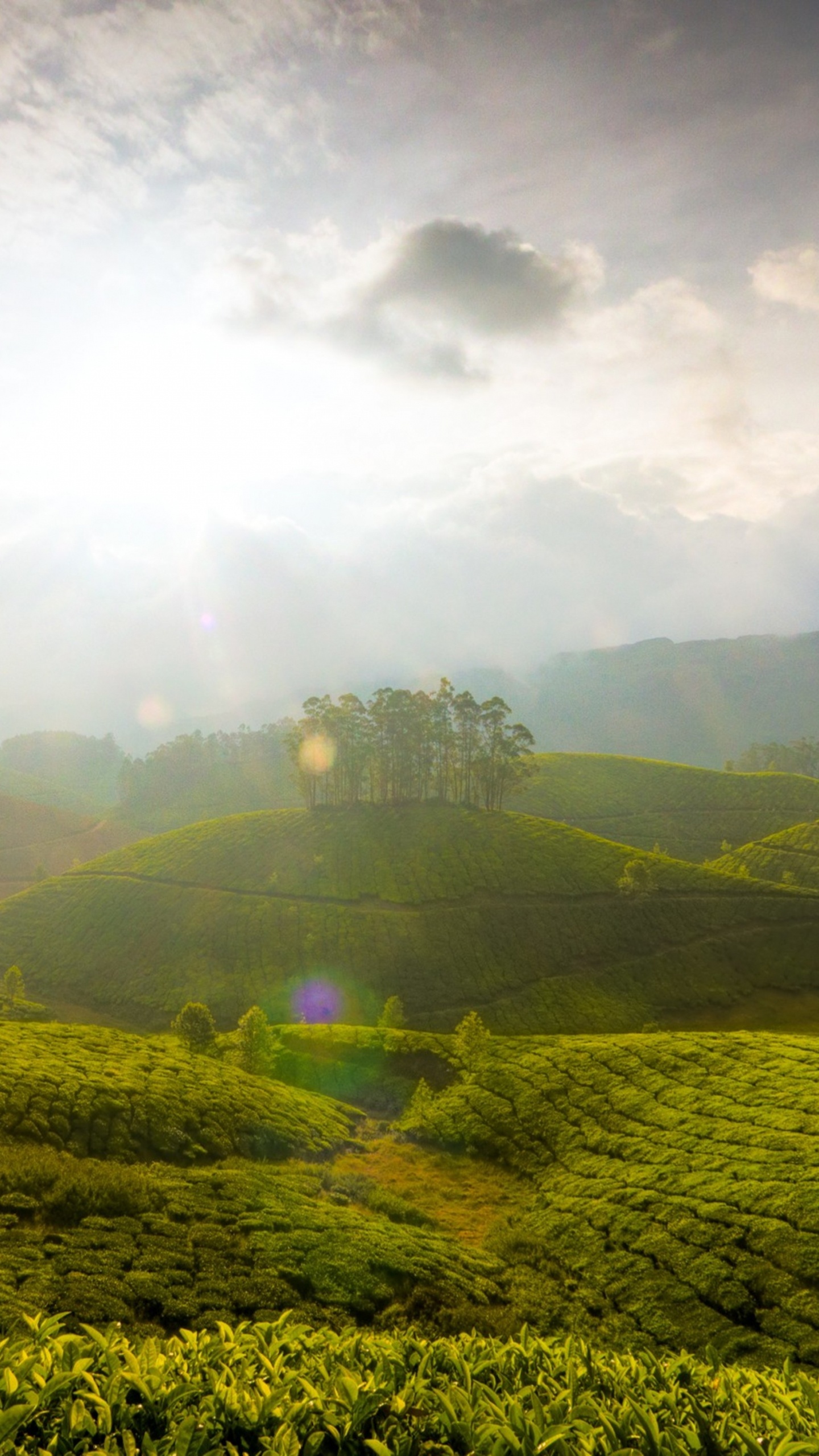 新德里, 性质, 绿色的, 山站, 植被 壁纸 1440x2560 允许