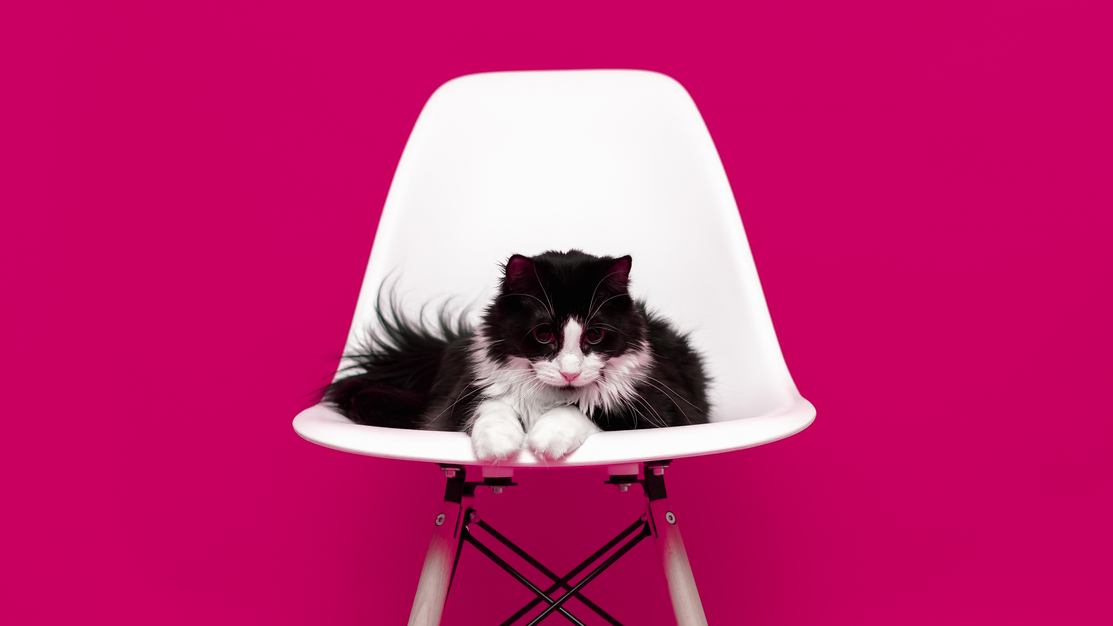 Schwarze Und Weiße Katze Auf Weißem Stuhl. Wallpaper in 3840x2160 Resolution