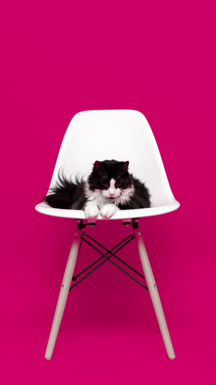 Schwarze Und Weiße Katze Auf Weißem Stuhl. Wallpaper in 750x1334 Resolution