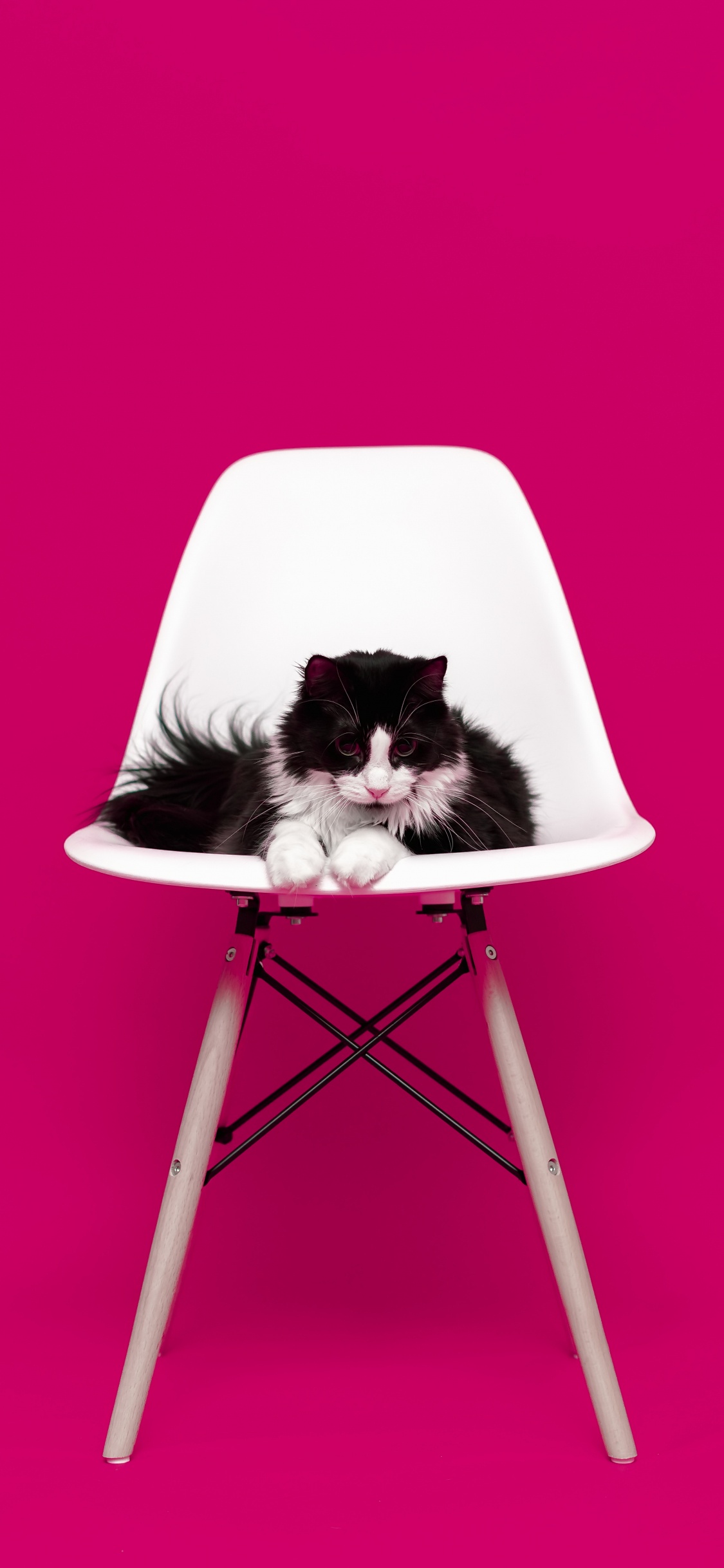Black and White Cat on White Chair. Wallpaper in 1125x2436 Resolution