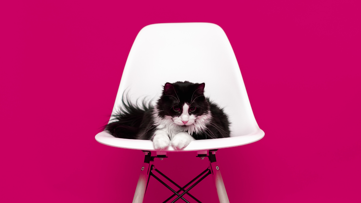 Black and White Cat on White Chair. Wallpaper in 1366x768 Resolution