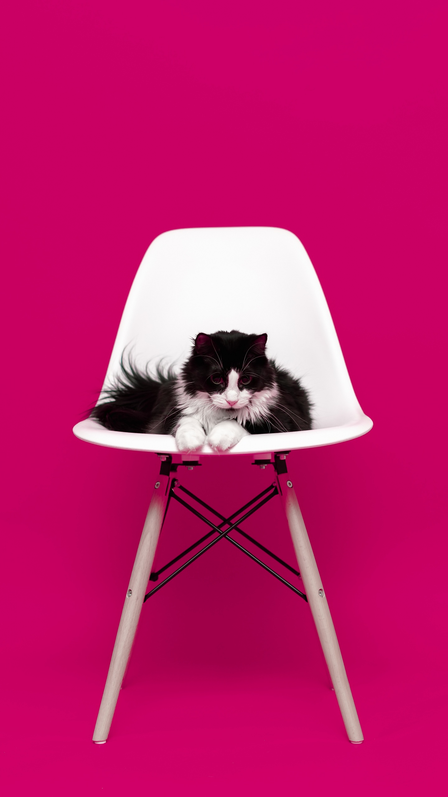 Black and White Cat on White Chair. Wallpaper in 1440x2560 Resolution