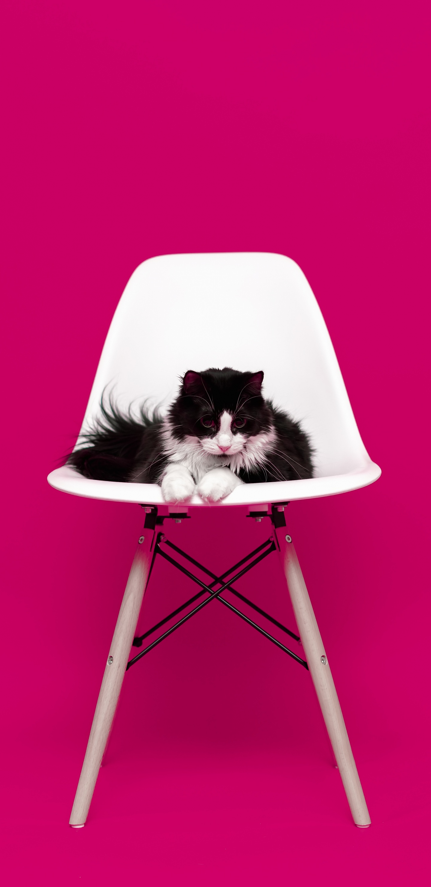 Black and White Cat on White Chair. Wallpaper in 1440x2960 Resolution