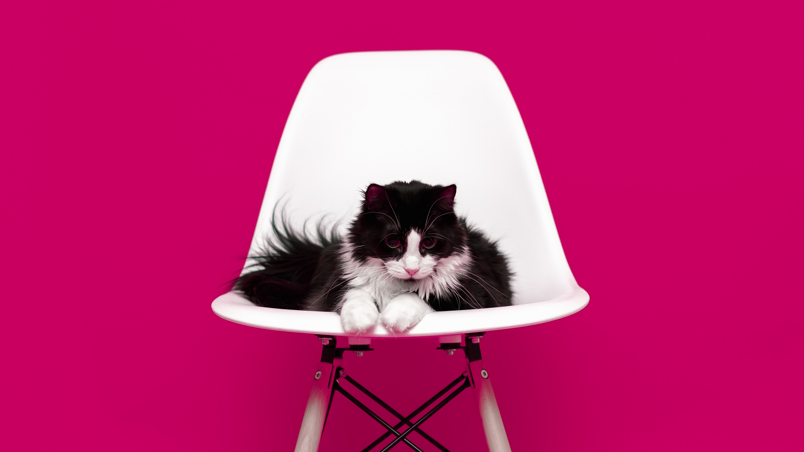 Black and White Cat on White Chair. Wallpaper in 2560x1440 Resolution