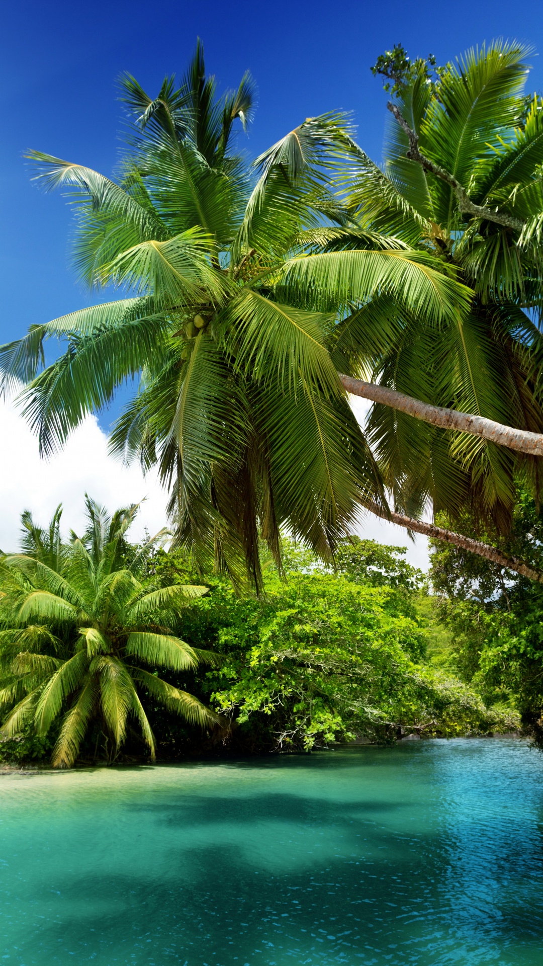 Coconut Tree Near Body of Water During Daytime. Wallpaper in 1080x1920 Resolution