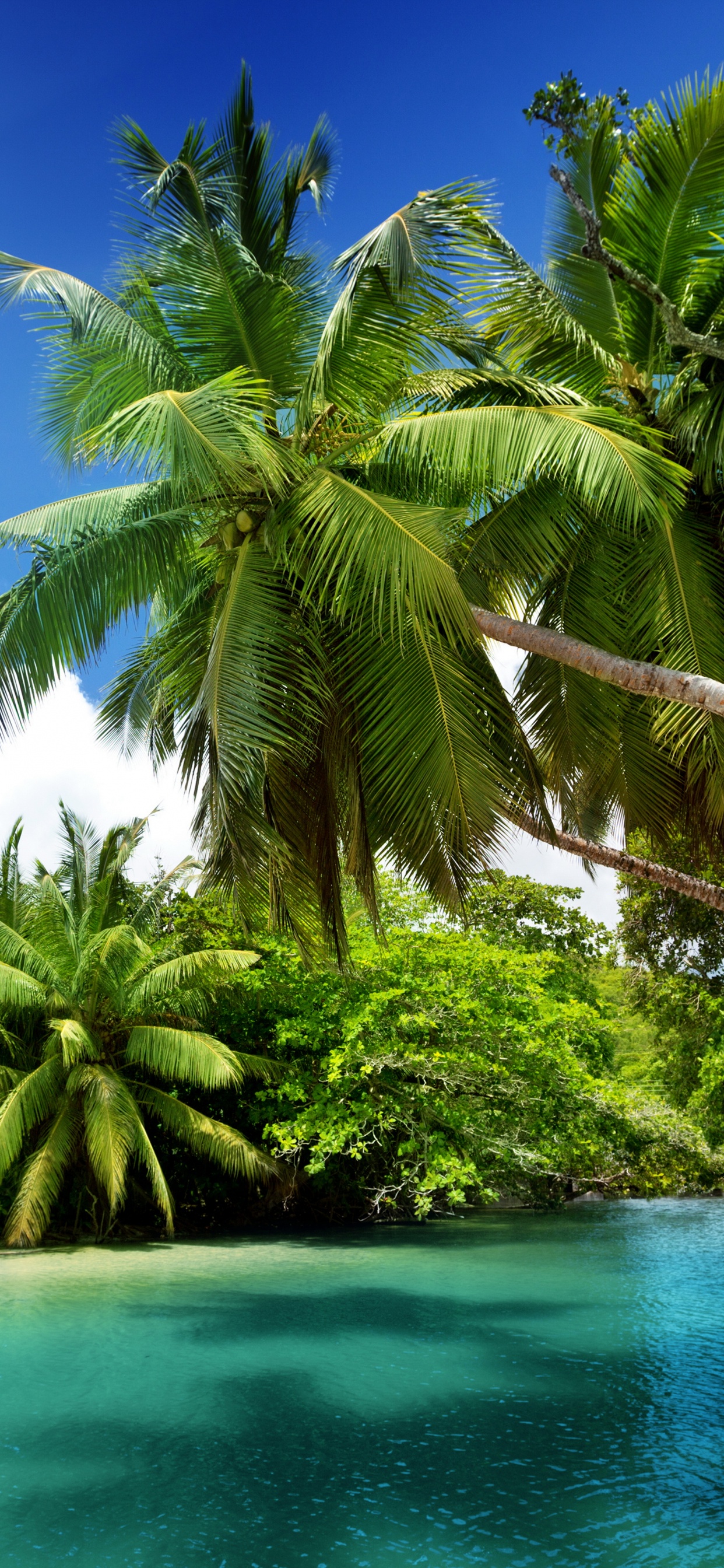 Coconut Tree Near Body of Water During Daytime. Wallpaper in 1242x2688 Resolution