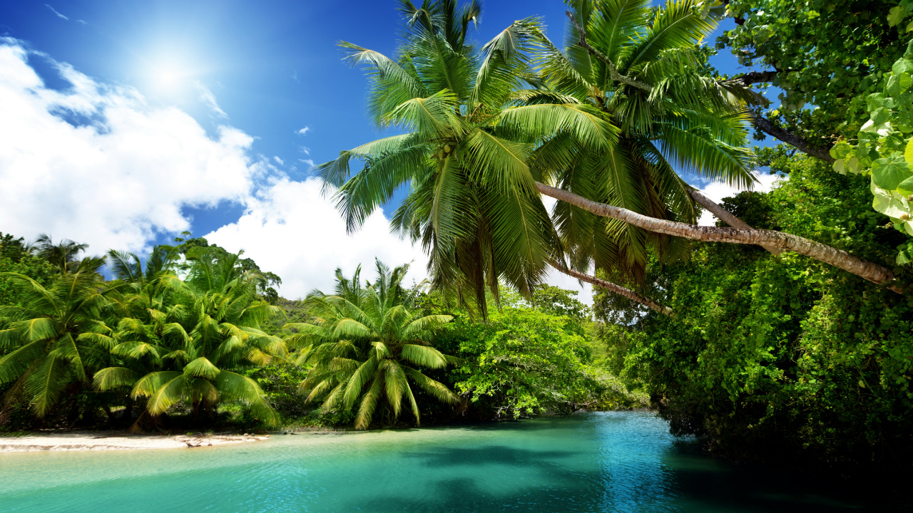 Coconut Tree Near Body of Water During Daytime. Wallpaper in 1280x720 Resolution