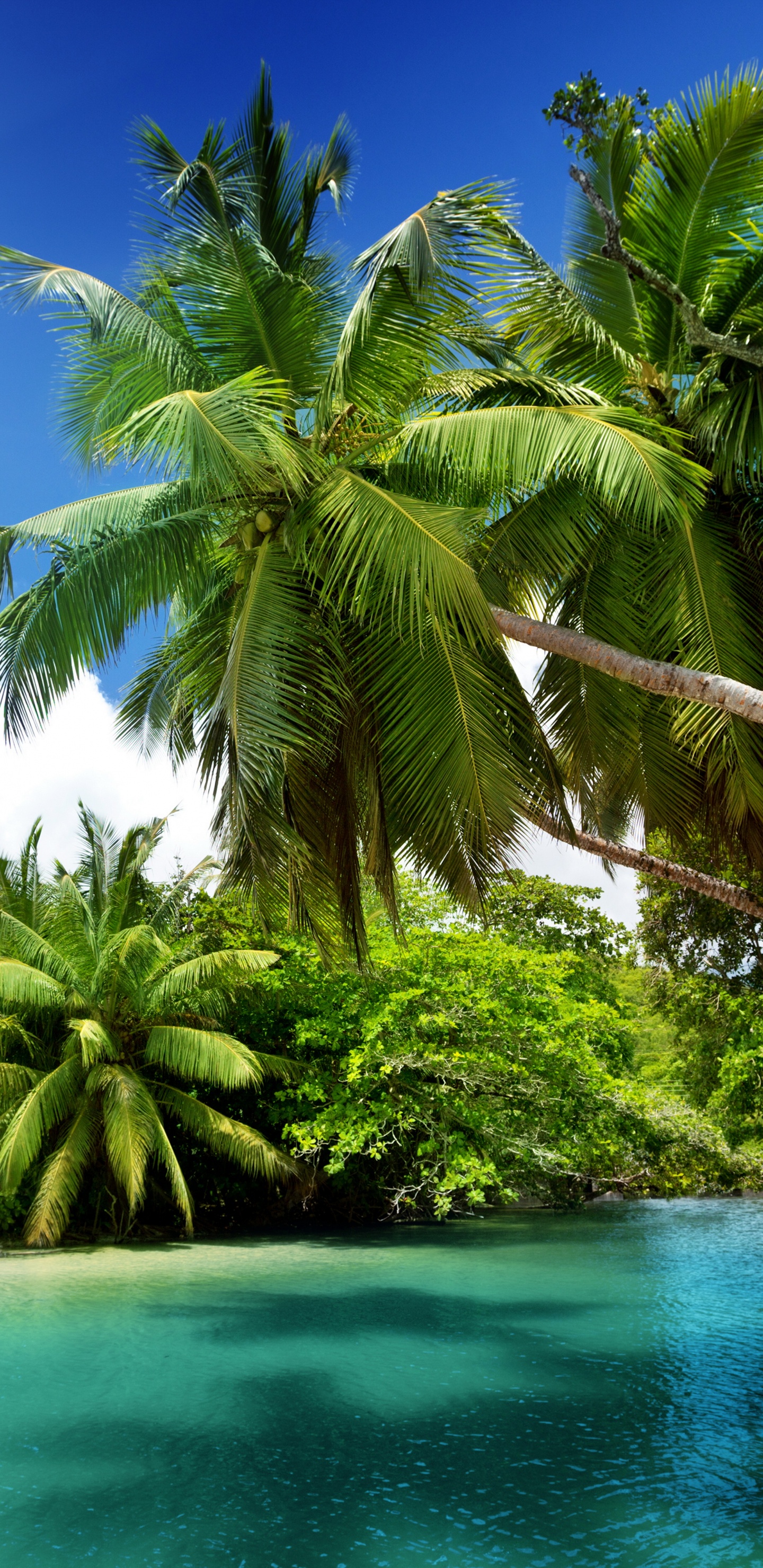 Coconut Tree Near Body of Water During Daytime. Wallpaper in 1440x2960 Resolution