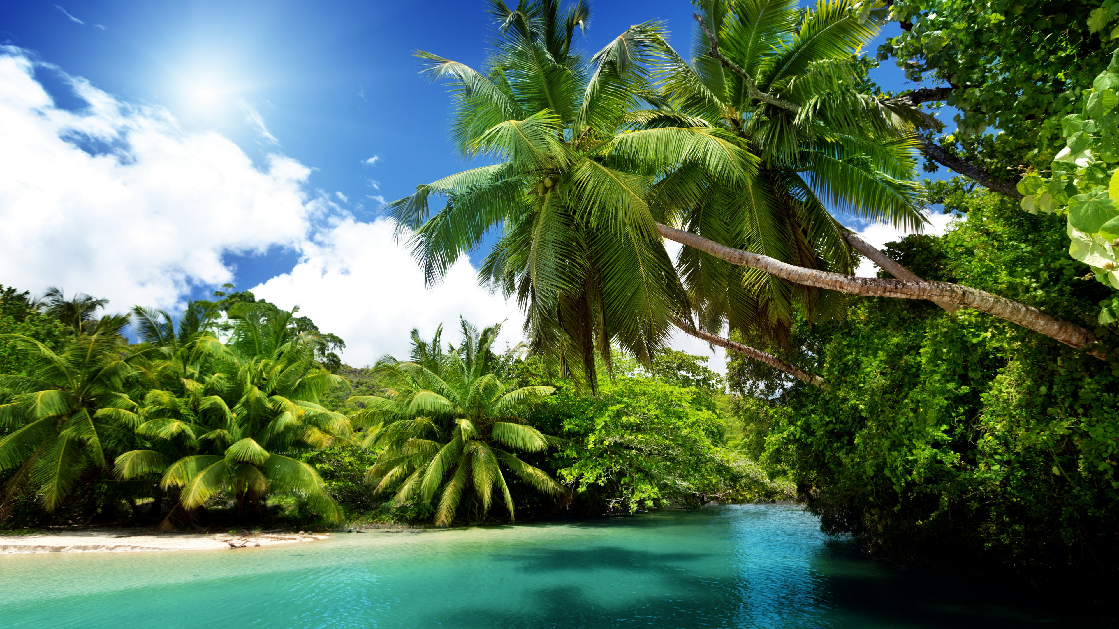 Coconut Tree Near Body of Water During Daytime. Wallpaper in 3840x2160 Resolution