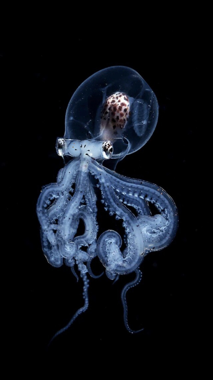 Transparent Octopus, Octopus, Marine Invertebrates, Art, Event. Wallpaper in 750x1334 Resolution