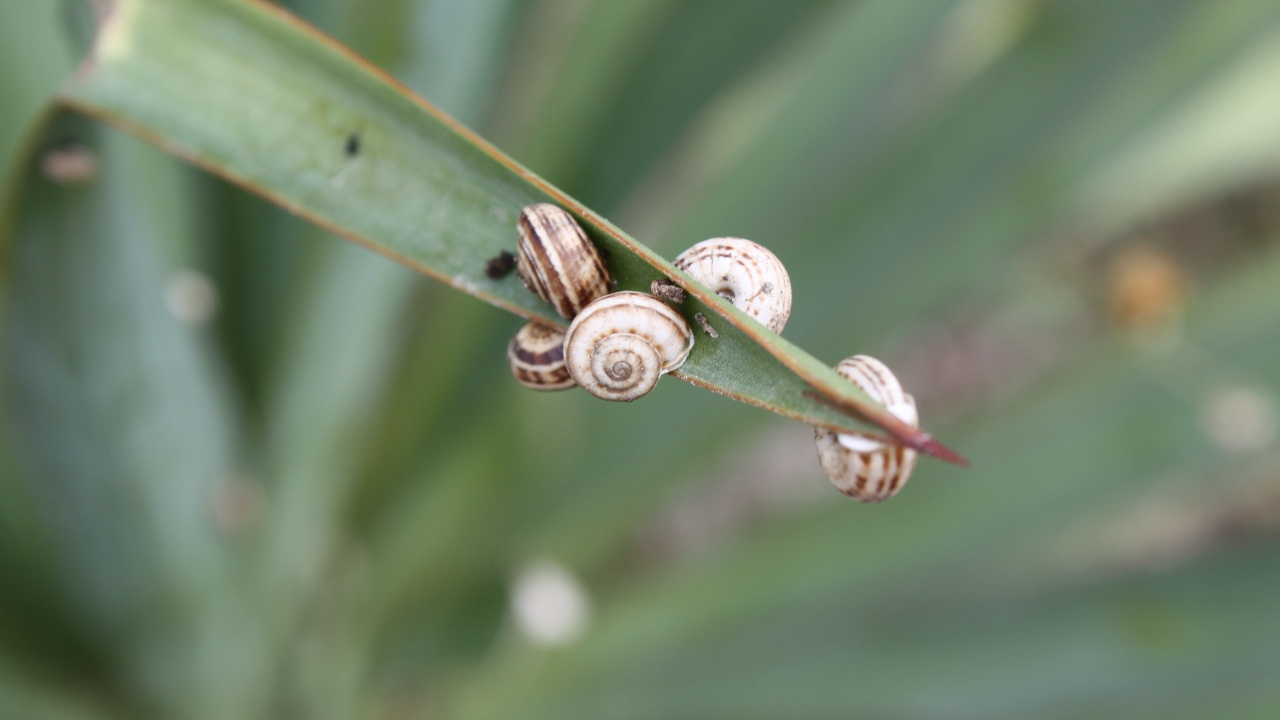 Brown Snail on Green Leaf. Wallpaper in 1280x720 Resolution