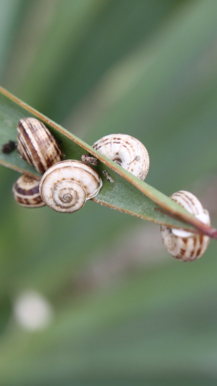 Brown Snail on Green Leaf. Wallpaper in 720x1280 Resolution