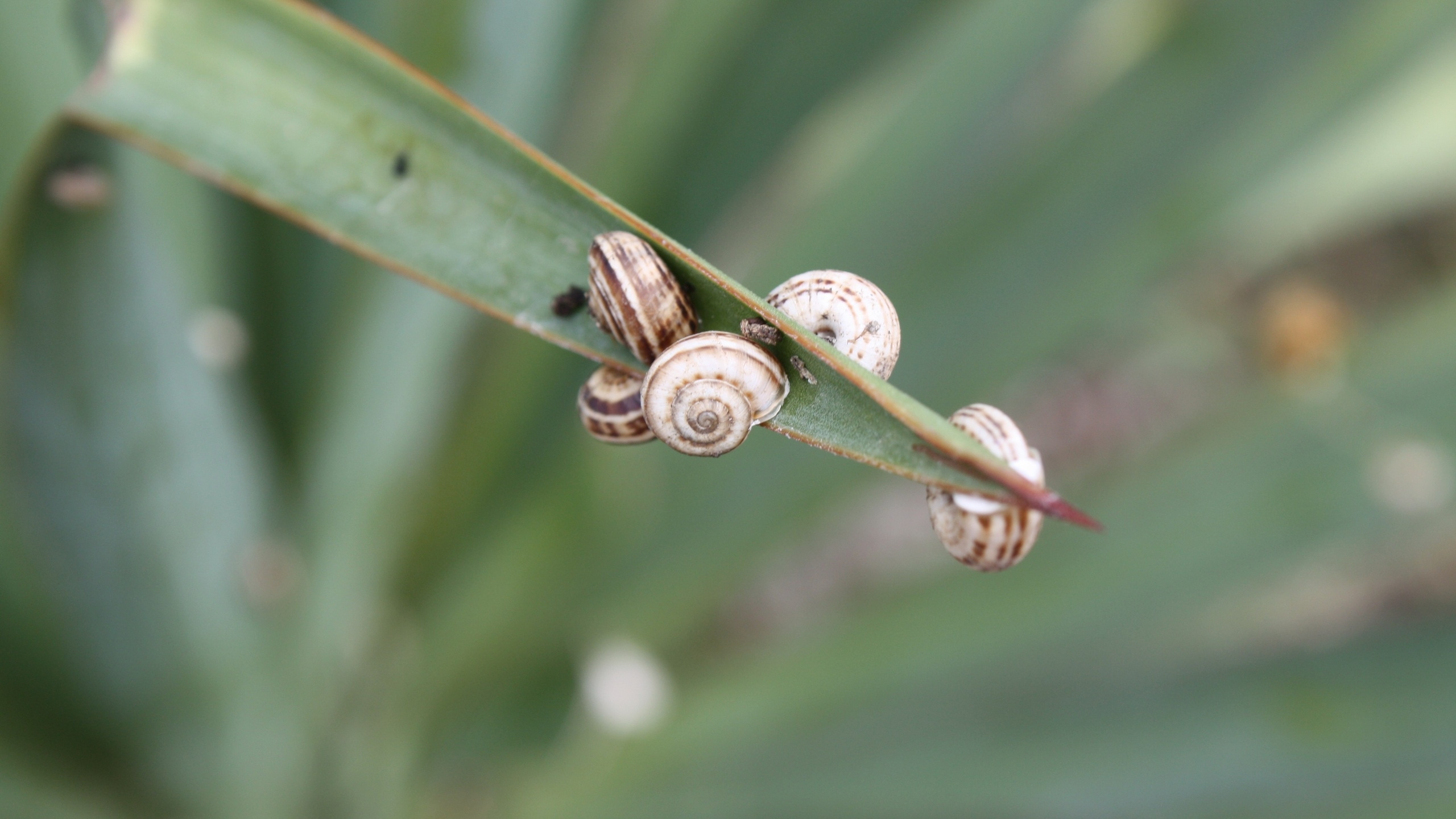Braune Schnecke Auf Grünem Blatt. Wallpaper in 2560x1440 Resolution
