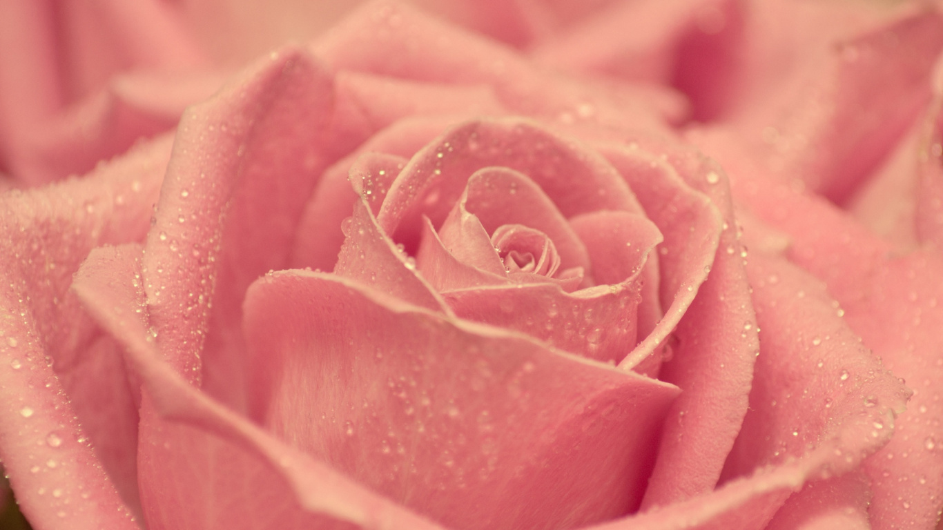 Pink Rose in Bloom Macro Photography. Wallpaper in 1366x768 Resolution