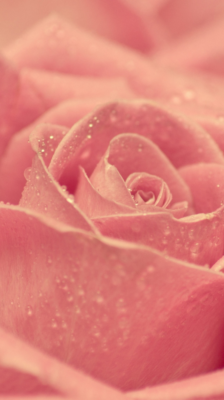 Pink Rose in Bloom Macro Photography. Wallpaper in 750x1334 Resolution
