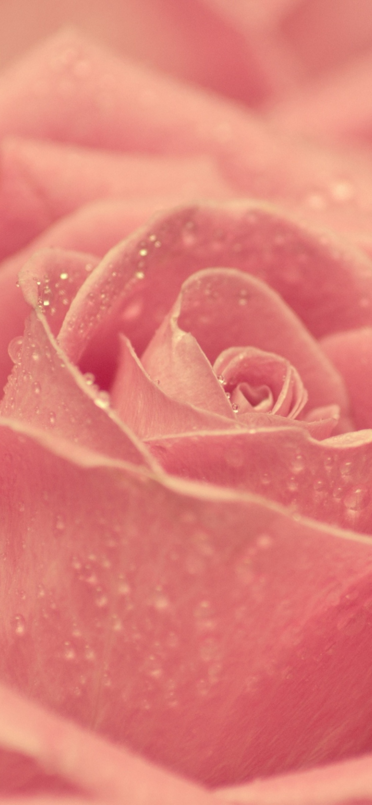 Rosa Rose in Blüte Makrofotografie. Wallpaper in 1242x2688 Resolution