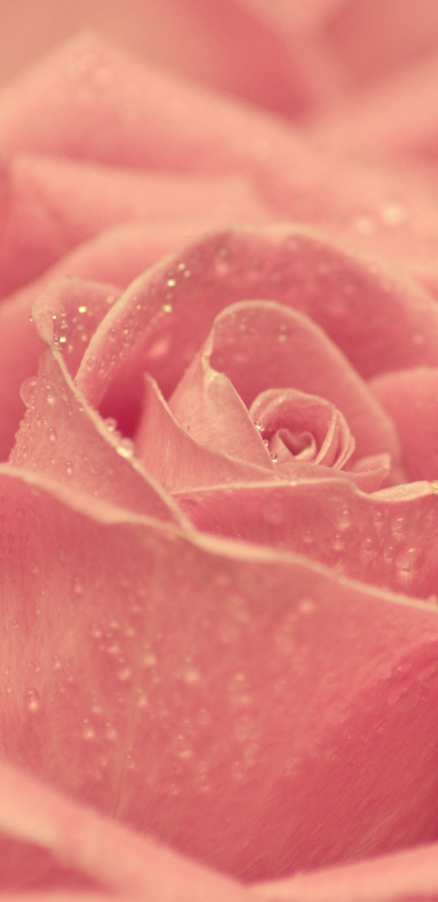 Rosa Rose in Blüte Makrofotografie. Wallpaper in 1440x2960 Resolution