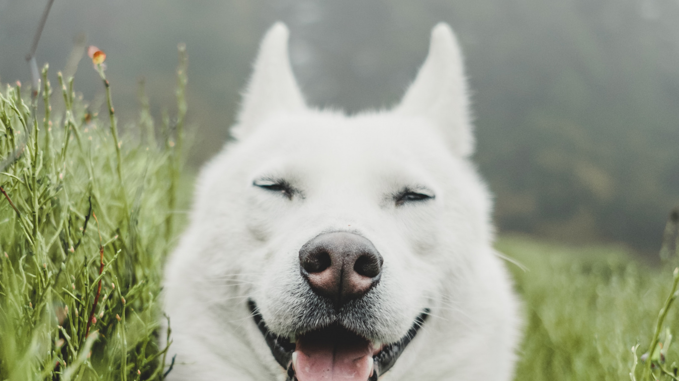 Husky Siberiano Blanco en Campo de Hierba Verde. Wallpaper in 1366x768 Resolution
