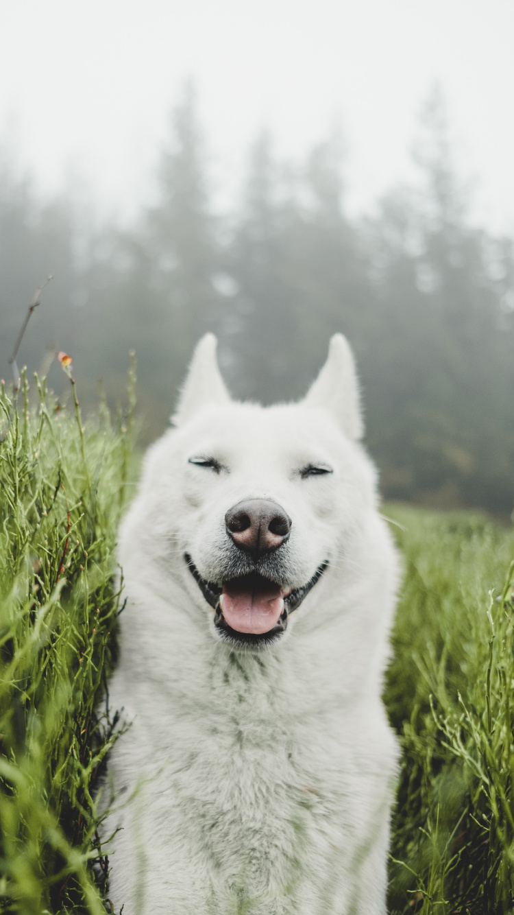 Husky Siberiano Blanco en Campo de Hierba Verde. Wallpaper in 750x1334 Resolution