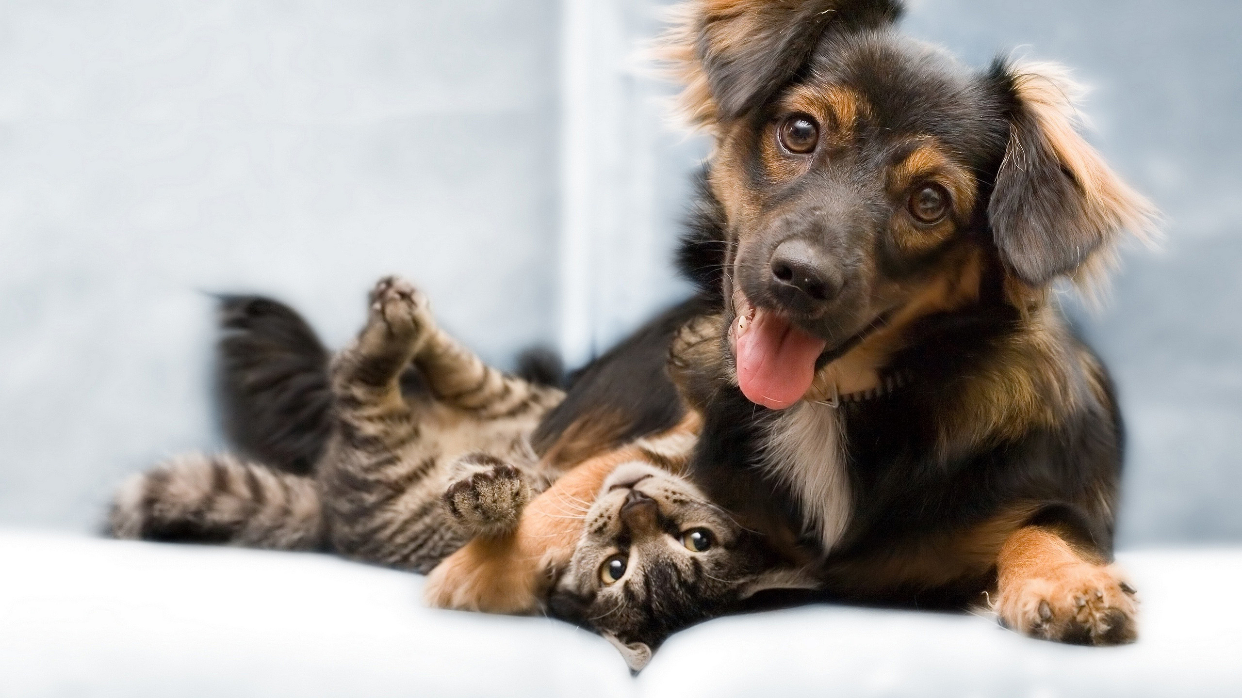 Chiot Berger Allemand Noir et Feu et Chat Tigré Brun. Wallpaper in 2560x1440 Resolution