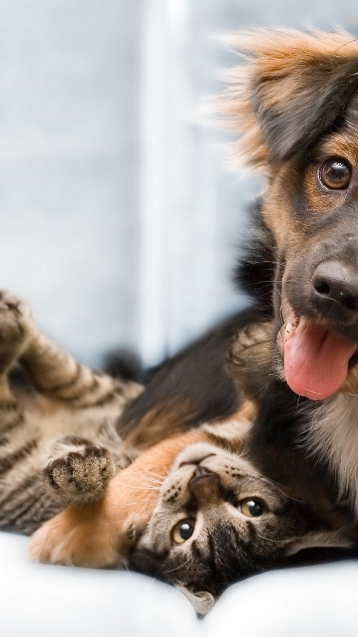 Chiot Berger Allemand Noir et Feu et Chat Tigré Brun. Wallpaper in 720x1280 Resolution