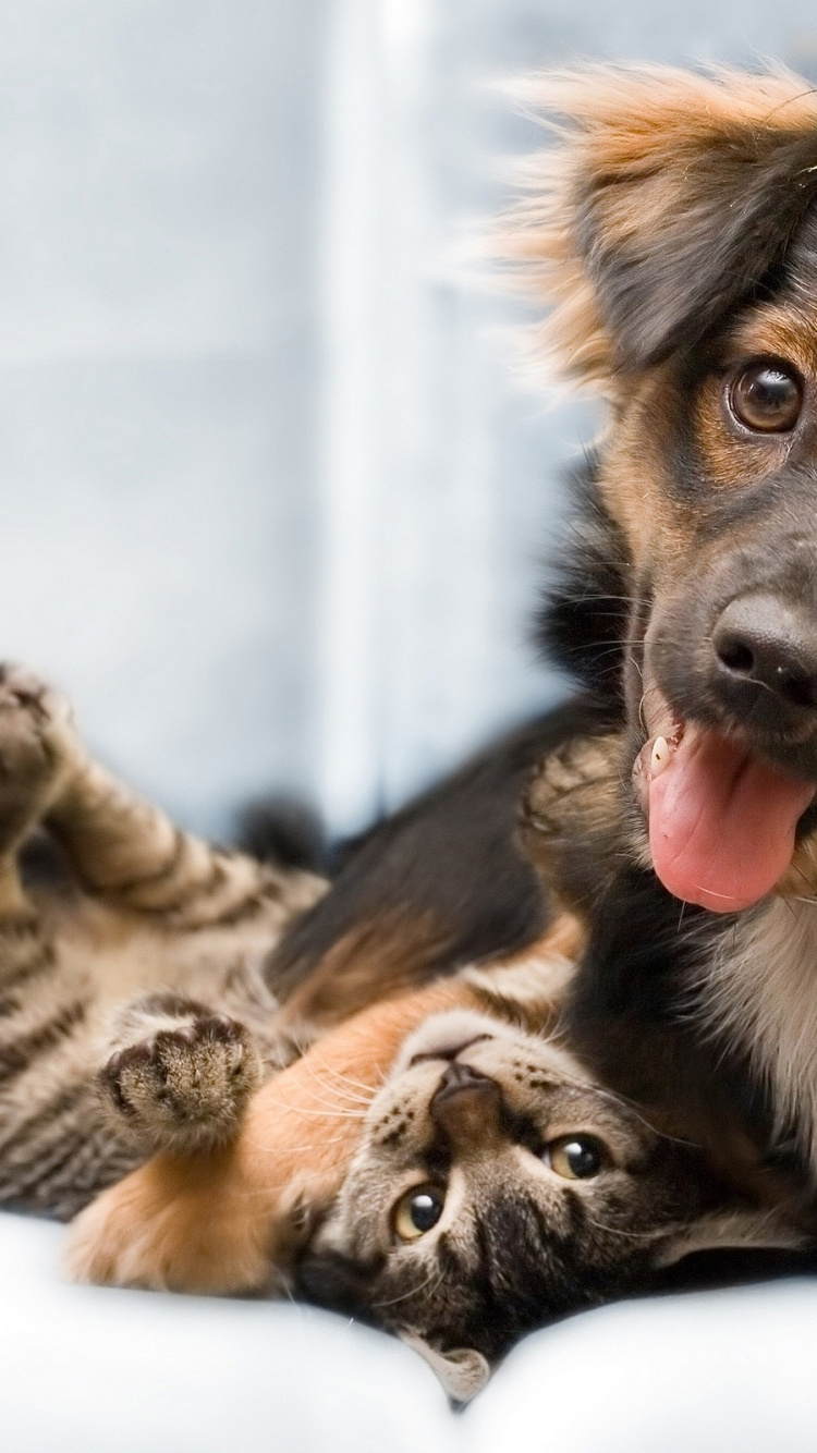 Black and Tan German Shepherd Puppy and Brown Tabby Cat. Wallpaper in 750x1334 Resolution