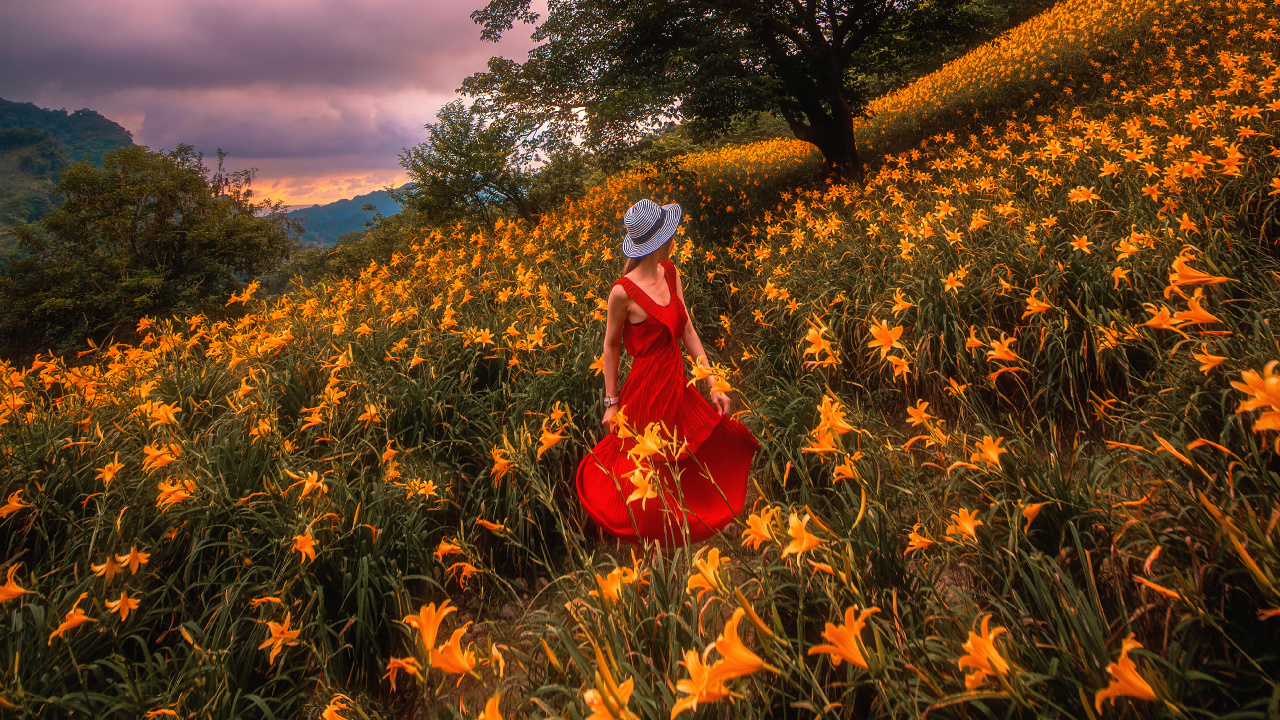 Frau im Roten Kleid, Die Tagsüber Auf Einer Gelben Blumenwiese Steht. Wallpaper in 1280x720 Resolution