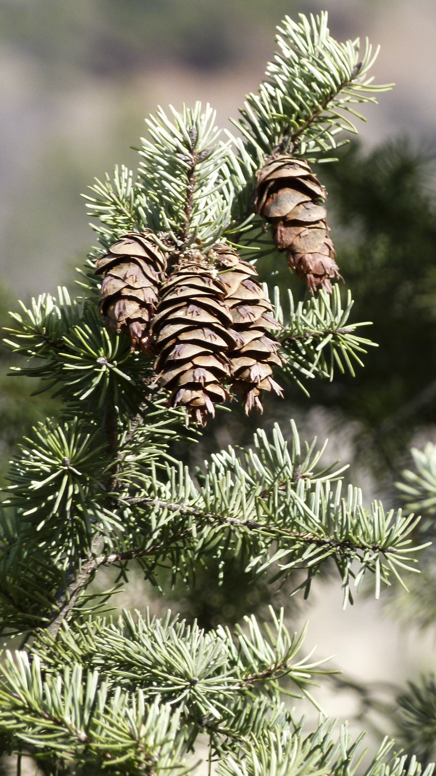 Pin Vert Avec Des Feuilles Brunes et Blanches. Wallpaper in 1440x2560 Resolution