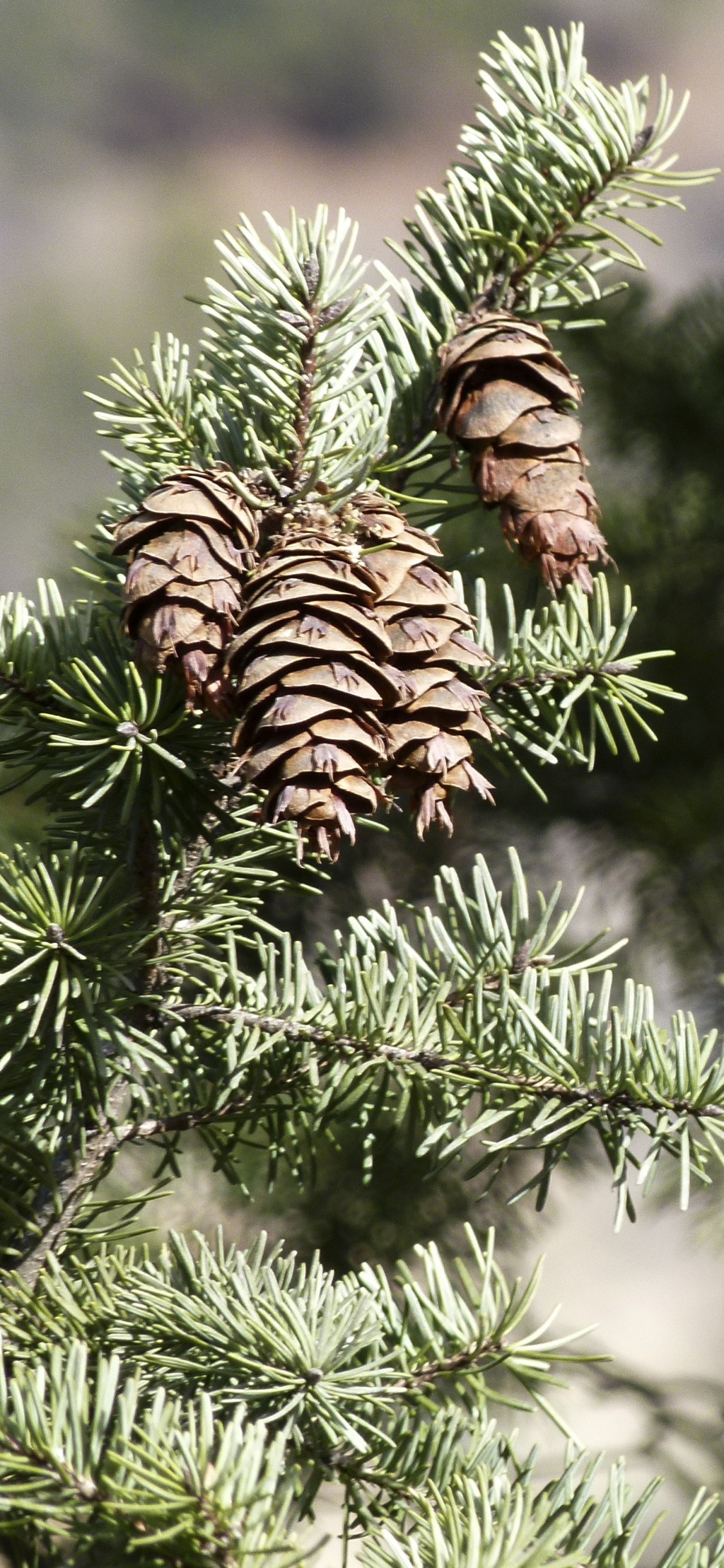 Green Pine Tree With Brown and White Leaves. Wallpaper in 1125x2436 Resolution