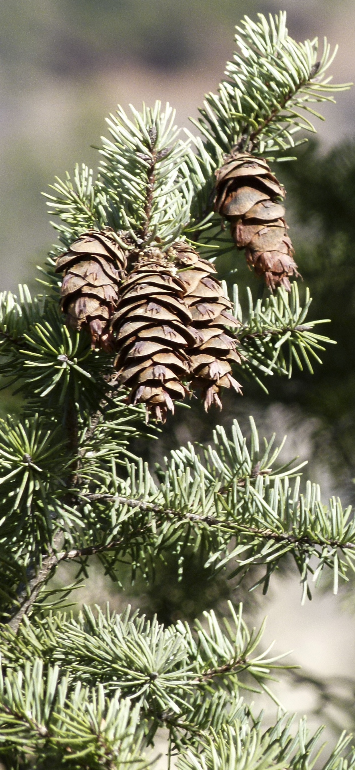 Green Pine Tree With Brown and White Leaves. Wallpaper in 1242x2688 Resolution