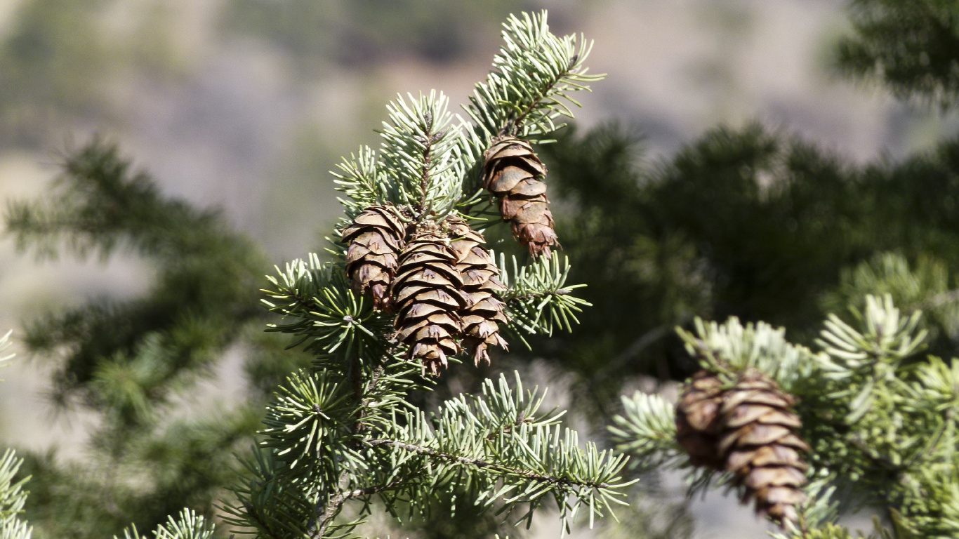 Green Pine Tree With Brown and White Leaves. Wallpaper in 1366x768 Resolution