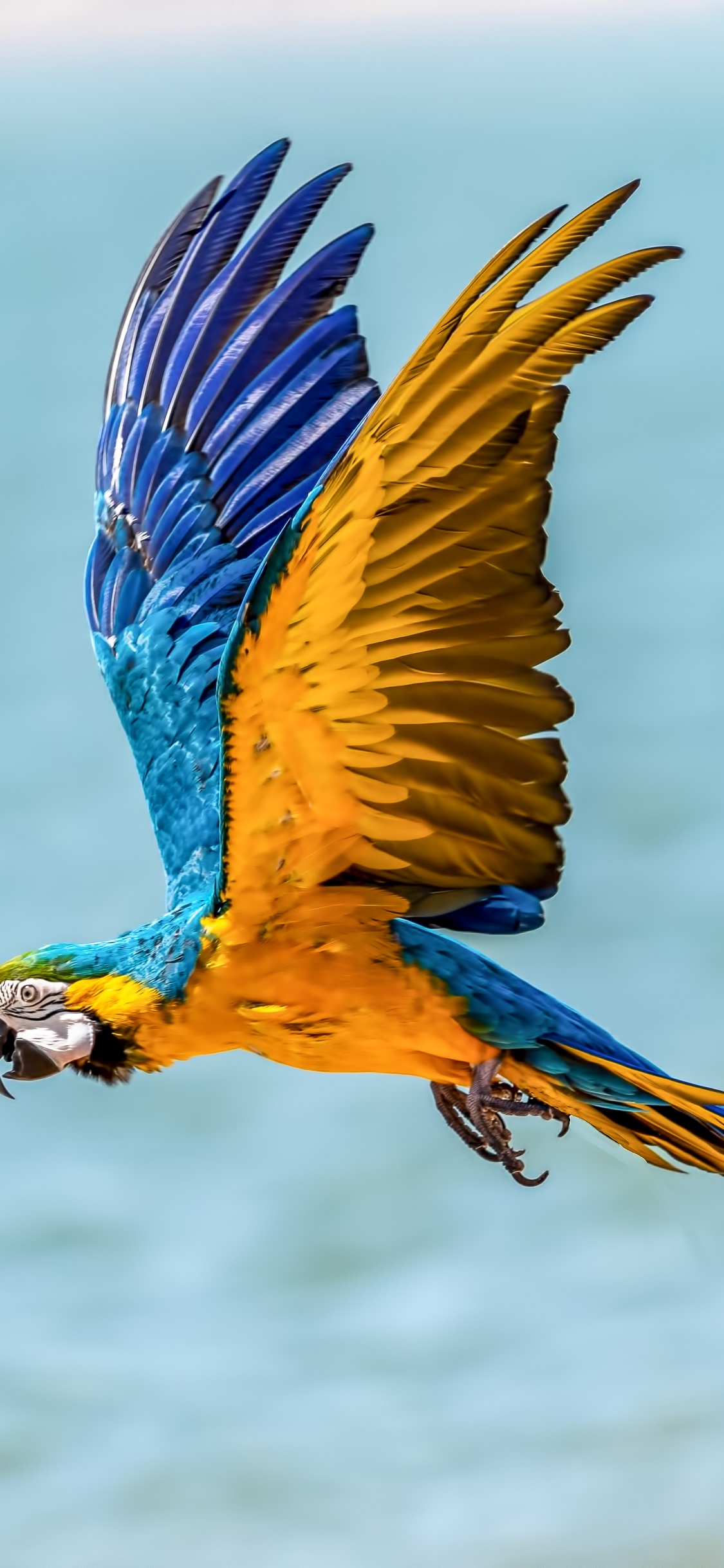 Loro Azul Amarillo y Blanco. Wallpaper in 1125x2436 Resolution