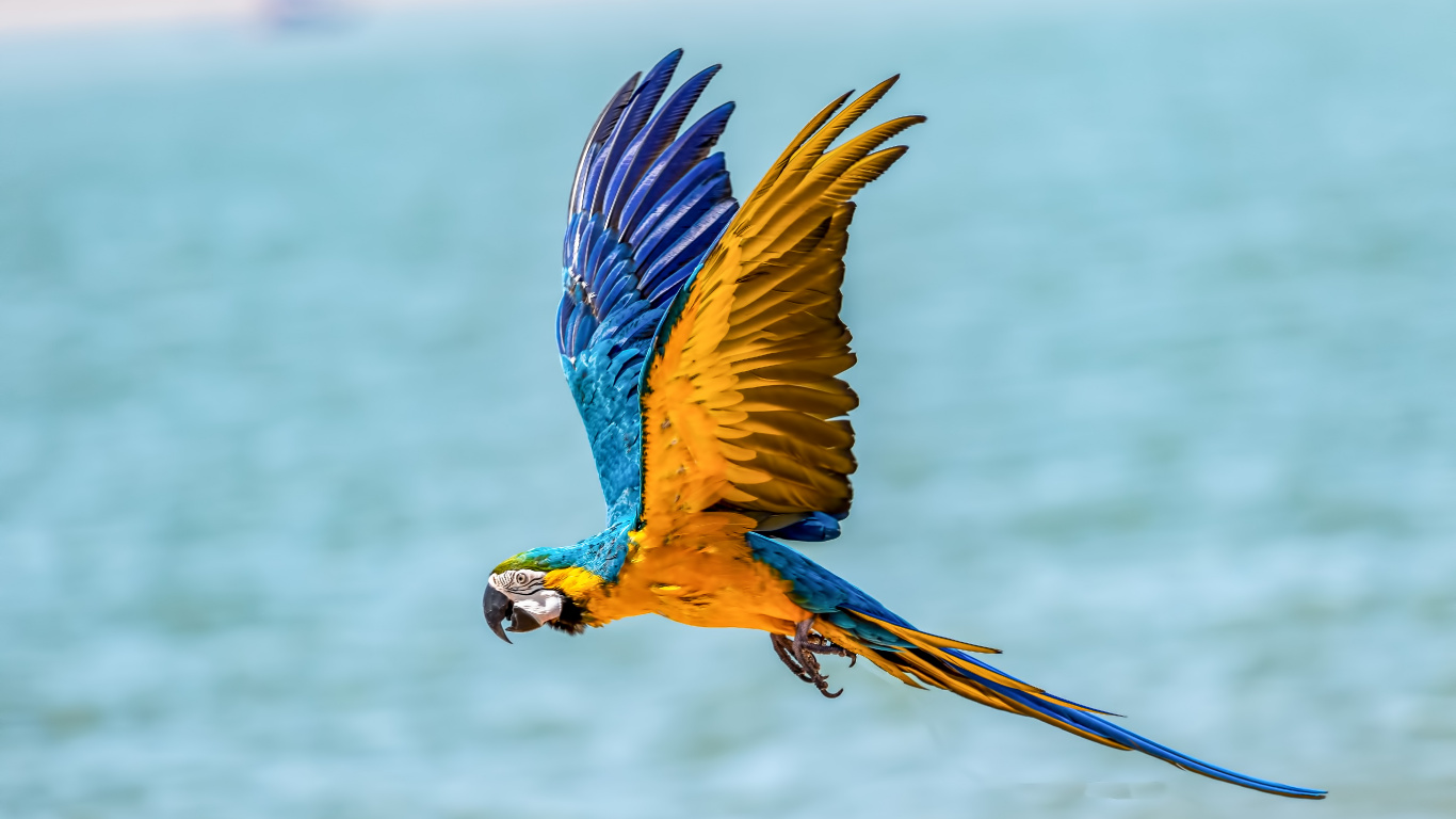 Blue Yellow and White Parrot. Wallpaper in 1366x768 Resolution