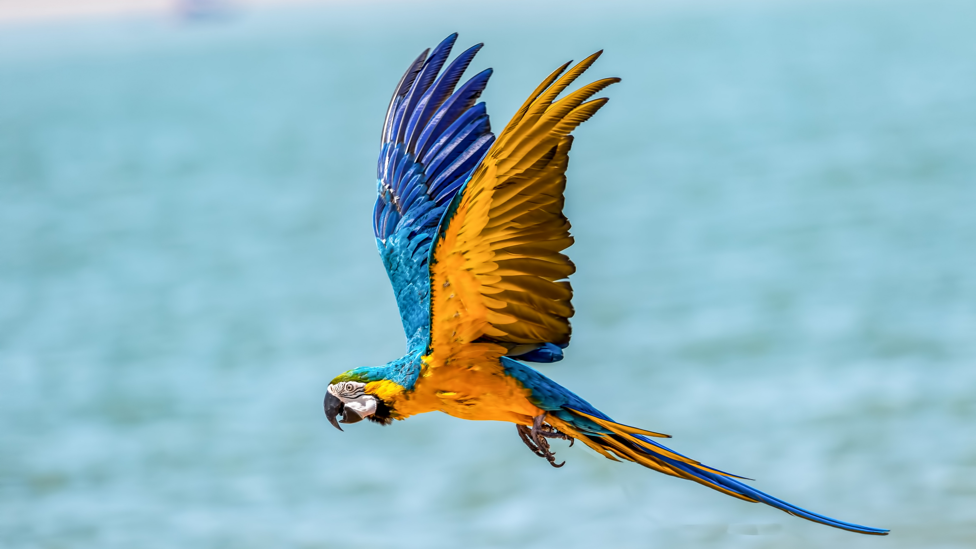 Blue Yellow and White Parrot. Wallpaper in 3840x2160 Resolution